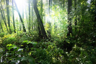 Yağmurdan sonra yeşil bataklık ormanı manzarası. Ağaç gövdelerinden güneş ışınları geçiyor. Letonya