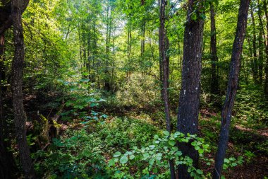 Ormanda güneşli bir yaz günü. Letonya 'da yosunlu ağaçlar