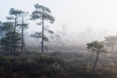 Gün doğumunda bir bataklık. Genç çam ağaçları yakın plan. Sis ve açık mavi sabah gökyüzü. Puslu bir manzara. Kemeri, Letonya