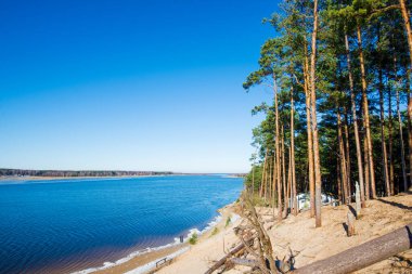Bahar manzarası. Açık ve güneşli bir günde Baltık kıyısı. Çam ağaçları yakın plan. Letonya