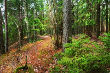Gizemli karışık kozalaklı ormanın içinden geçen yol. Evergreen çam, ladin, köknar ağaçları, yakın plan kütükler. Altın sonbahar yaprakları. Doğa, mevsimler, kış, ekoloji, Almanya 'da çevre koruma
