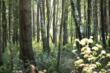 Yeşil huş ağaçları, ağaçların gövdelerinden güneş ışınları. Karanlık orman sahnesi. Letonya
