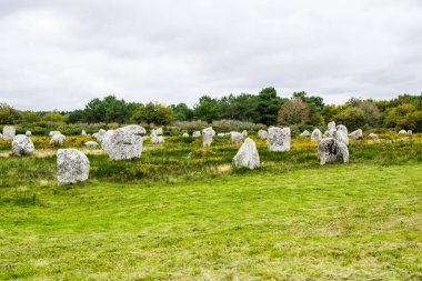 Fransa 'nın Carnac kentindeki yaprak döken meşe ormanında antik menhir granit taşlar.