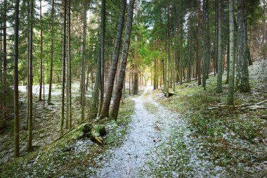 Kış kır manzarası. Ormanda beyaz bir sis. Çam ağaçları ve saf sabah ışığı. Orman yolu. Almanya