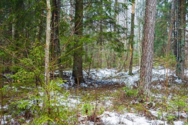 Kış kır manzarası. Ormanda beyaz bir sis. Çam ağaçları ve saf sabah ışığı. İsveç