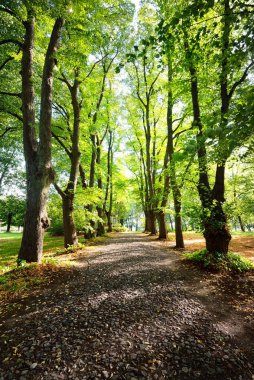 Yaz manzarası. Şehir parkındaki uzun yeşil ağaçların arasında. Parlak güneş ve mavi gökyüzü. Riga, Letonya