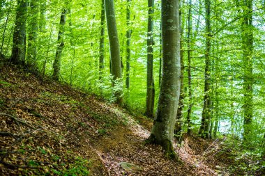 Yaz ormanı manzarası. Yeşil kayın ormanı, yakın ağaçlar. Almanya