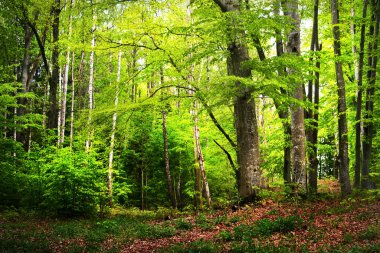 Yaz ormanı manzarası. Yeşil kayın ormanı, yakın ağaçlar. Almanya
