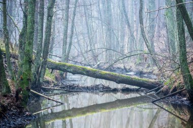 Karanlık orman manzarası. Bulutlu bir kış gününde sislerin içinde bir nehir ve ağaçlar. Letonya