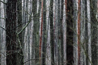 Karanlık orman sahnesi. Yağmurlu bir sonbahar günü. Yosunlu çam ve huş ağaçları, dallar ve renkli yapraklar yakın plan. Letonya