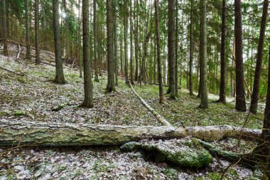 Karışık kozalaklı ormanların, yeşil çam ağaçlarının ve çam ağaçlarının, yakın ağaç kütüklerinin, Almanya 'nın karla kaplı tepelerinde bir patika.