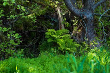 Büyük kökleri ve eğreltiotu yaprakları olan eski bir yosun ağacı. Baltık Denizi 'nin kayalık kıyısındaki karışık kozalaklı ormanın manzarası. Ruhnu Adası, Estonya