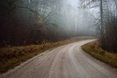 Kır manzarası. Güçlü bir sabah sisinde eski ağaçların arasından geçen boş bir toprak yol. Arka planda orman var. Letonya