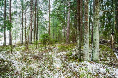 Kış kır manzarası. Karla kaplı ormanda beyaz bir sis. Çam ağaçları ve saf sabah ışığı. İsveç