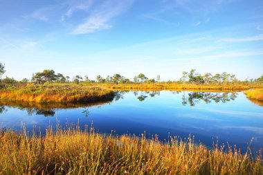 Sabah sisinde kristal berrak göl ve bataklık. Suda yansıma. Parlak mavi gökyüzü. Arka planda çam ağaçları var. Kemeri Milli Parkı, Letonya