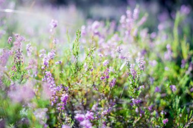 Ormanda sabah oldu. Çiçekli fundalık yakın plan. Letonya