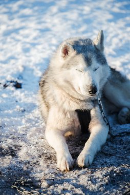 Açık ve güneşli bir kış gününde Husky karda yürüyor ve oynuyor. Laponya, Finlandiya