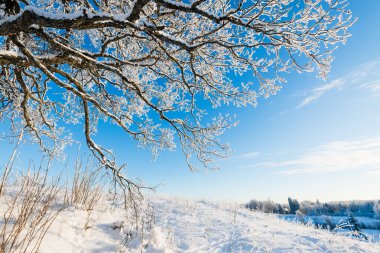 Güneşli bir kış gününde tepede karla kaplı meşe ağacı, açık mavi gökyüzü, Letonya