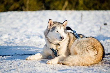 Açık ve güneşli bir kış gününde Husky karda yürüyor. Laponya, Finlandiya.
