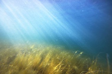 Sualtı manzarası, Bothnian Körfezi, Finlandiya