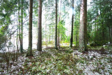 Karla kaplı, gizemli, yemyeşil ormanın içinden geçen yol. Çam, ladin, köknar ağaçları, yakın plan kütükler. Doğa, mevsimler, kış, ekoloji, İsveç 'te çevre koruma. Karanlık atmosferik manzara