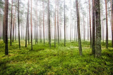 Orman manzarası. Bulutlu bir kış gününde çam ağaçlarının arasından sabah sisi. Letonya