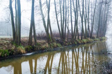 Karanlık orman manzarası. Bulutlu bir kış gününde sislerin içinde bir nehir ve ağaçlar. Letonya