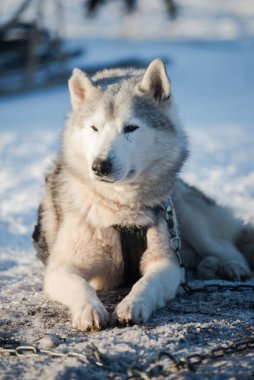 Açık ve güneşli bir kış gününde Husky karda yürüyor ve oynuyor. Laponya, Finlandiya