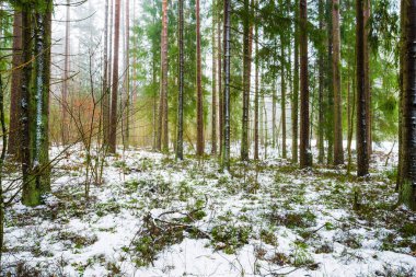 Kış kır manzarası. Ormanda beyaz bir sis. Çam ağaçları ve saf sabah ışığı. İsveç
