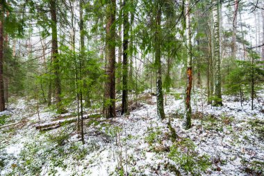 Kış kır manzarası. Ormanda beyaz bir sis. Çam ağaçları ve saf sabah ışığı. İsveç