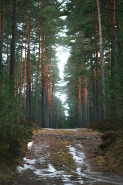 Kozalaklı ormanda bir patika, doğal tünel. Evergreen çam ve ladin ağaçları yakın plan. Yerde kar var. Letonya 'da ilkbahar başı. Mevsimler, doğa, çevre, ekoloji, iklim değişikliği