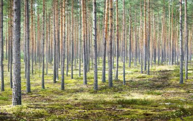 Yaz manzarası. Yağmurdan sonra çam ormanı. Ağaçlar, yosunlar ve eğreltiotu yakından.