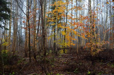 Sabah sisi. Karanlık orman sahnesi. Kayın ağaçları ve renkli yapraklar. Almanya