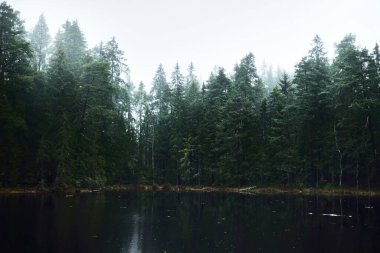 Yağmurlu bir sonbahar günü. Orman gölünün panoramik manzarası. Firavun ve çam ağaçları, yosun ve eğreltiotu yakından. Finlandiya