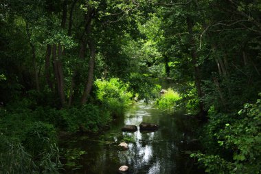 Yeşil ağaçların arasından geçen bir nehir. Taşlar suda. Karanlık orman sahnesi. Letonya