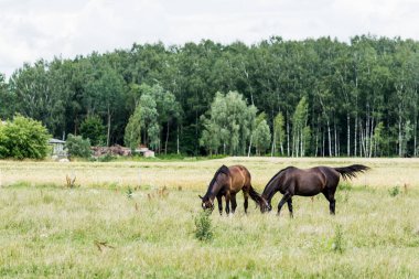 Yaz kır manzarası. Bulutlu bir günde yeşil bir tarlada atlar. Arka planda orman var. ABD