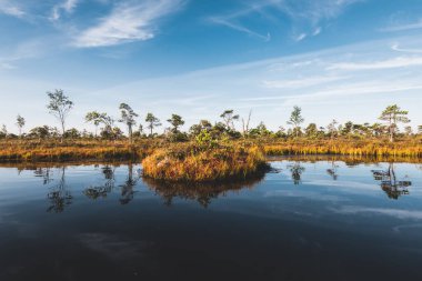 Gün doğumunda kristal berrak göl (bataklık) üzerinde açık mavi gökyüzü. Arka planda çam ağaçları ve funda çiçekleri var. Suyun simetri yansımaları, doğal ayna. Letonya Kemeri Milli Parkı 'nda sonbahar