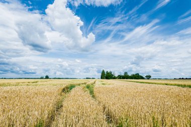 Yaz kırsalında. Bulutlu bir günde tarla manzarası, yakın çekim. ABD