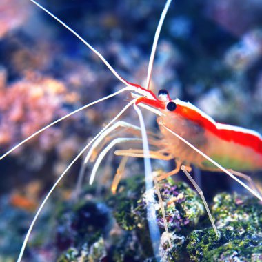 Deniz akvaryumunda deniz şakayıkları ve mercanlarla Lysmata amboinensis daha temiz karides