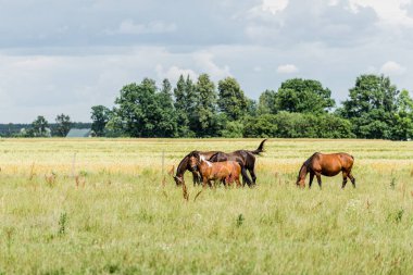 Yaz kır manzarası. Bulutlu bir günde yeşil bir tarlada atlar. Arka planda orman var. ABD