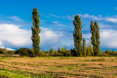 Tarlaların üzerinde fırtına bulutları, arka planda uzun yeşil ağaçlar ve orman. Kırsal sonbahar manzarası. Letonya