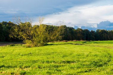 Yeşil tarım alanının üzerinde fırtına bulutları, traktör izleri, arka planda orman. Kırsal sonbahar manzarası. Letonya