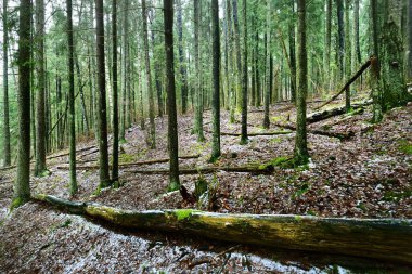 Gizemli karışık kozalaklı ormanların karla kaplı tepelerinden geçen yol. Evergreen çam, ladin, köknar ağaçları, yakın plan kütükler. Doğa, mevsimler, kış, ekoloji, Almanya 'da çevre koruma