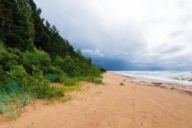 Dramatik gökyüzü ve dalgalar, deniz kıyısından bir manzara. Arka planda çam ormanı. Fırtınalı hava. Baltık Denizi, Letonya