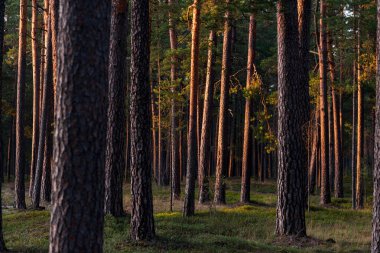 Günbatımında Evergreen Ormanı. Çam ağaçlarının gövdelerinden güneş ışınları geçiyor. Letonya