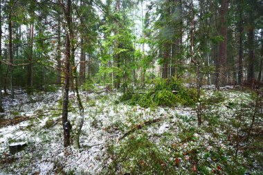 Karla kaplı, gizemli, yemyeşil ormanın içinden geçen yol. Çam, ladin, köknar ağaçları, yakın plan kütükler. Doğa, mevsimler, kış, ekoloji, İsveç 'te çevre koruma. Karanlık atmosferik manzara