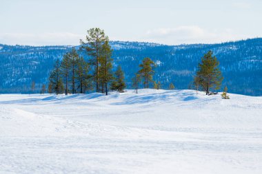 Açık bir kış gününde, karla kaplı tepelerin panoramik manzarası. Arka planda dağlar ve kozalaklı orman var. Kola Yarımadası, Murmansk bölgesi, Kutup Dairesi, Karelia, Rusya