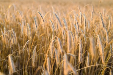 Tarım ekinleri gün batımında. Doku ve yakın çekim. Saf altın ışık