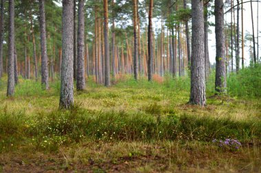 Yaz manzarası. Yağmurdan sonra çam ormanı. Ağaçlar, yosunlar ve eğreltiotu yakından.