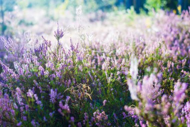 Çiçeklerin açtığı ormanın zemininde sabah sisi, örümcek ağı ve çiğ damlaları var. Letonya